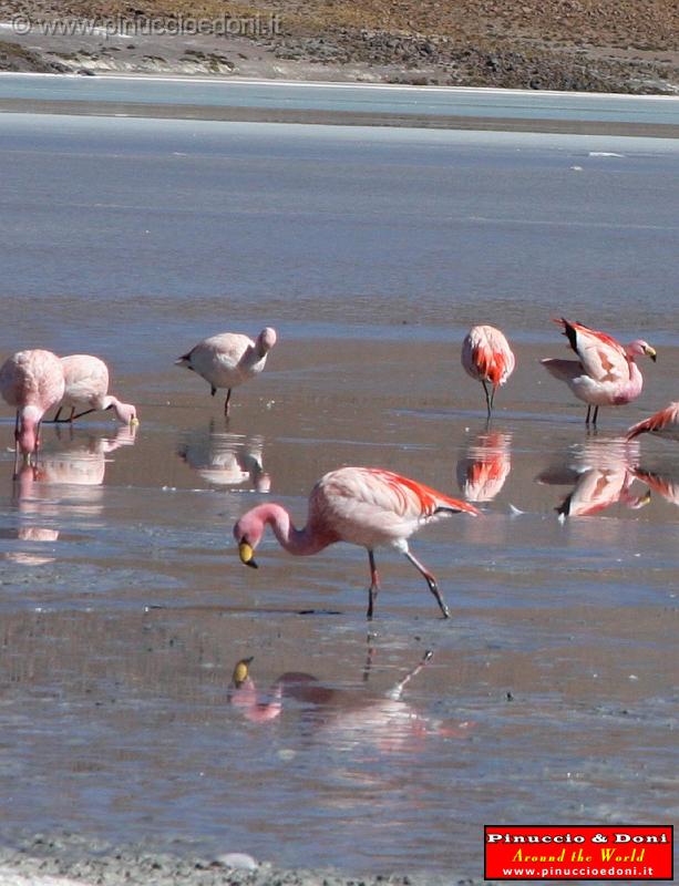 BOLIVIA 2 - Ruta de Las Joyas - Laguna Hedionda - Flamencos - 08.jpg